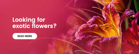 Banner: looking for exotic flowers